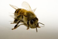 Bee - Residential Pest Control